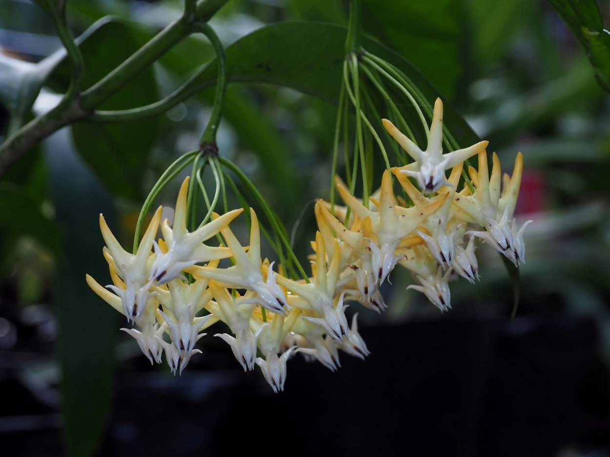 Хойя мультифлора