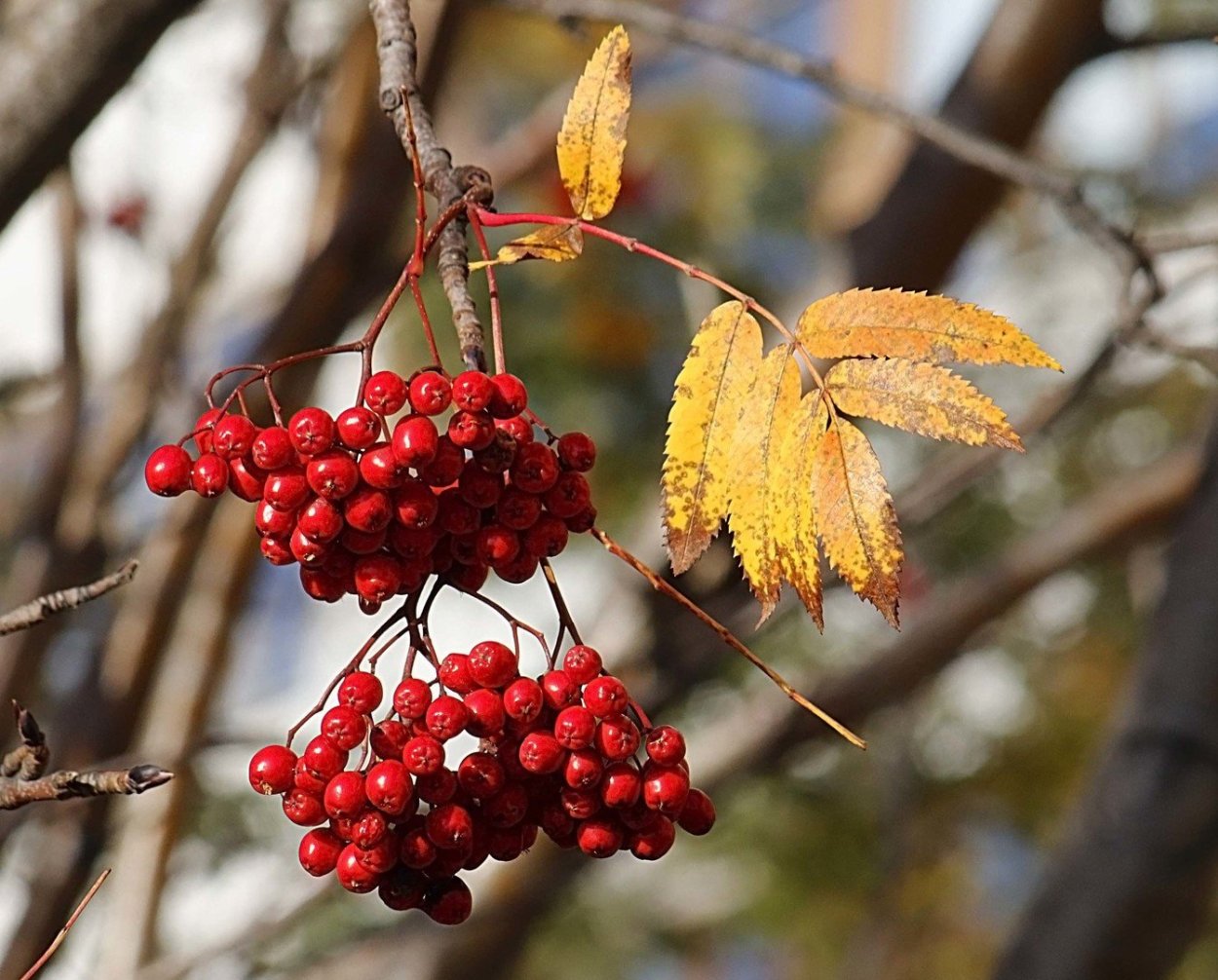 Осенняя ветка рябины
