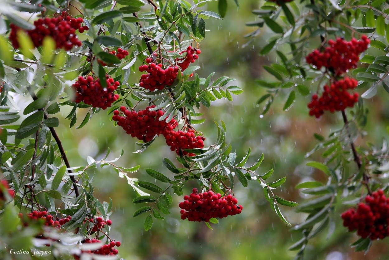 Рябина Гранатовая