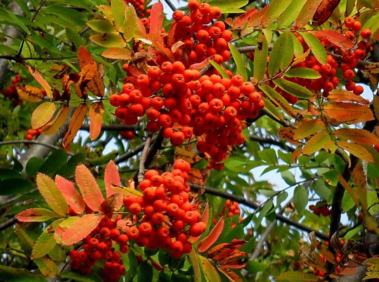 Рябина Моравская