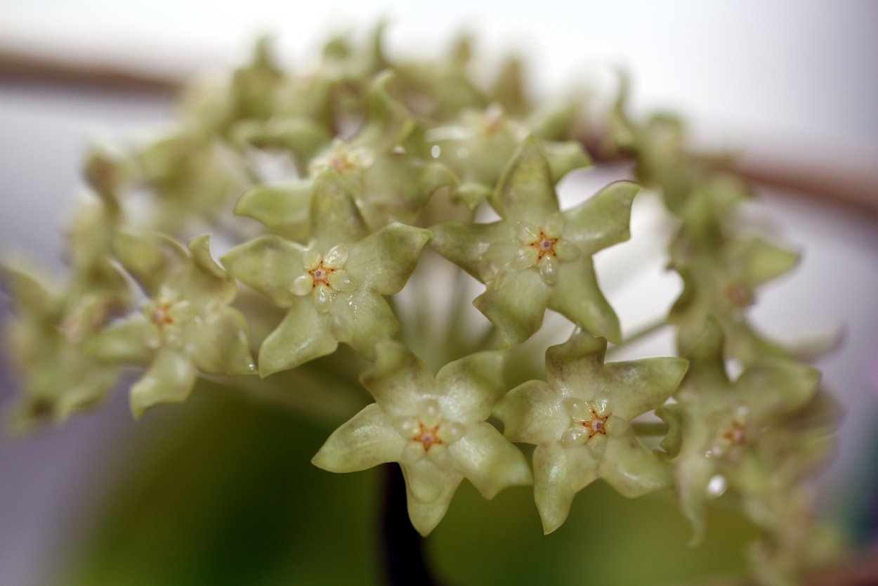 Хойя Старгейзер