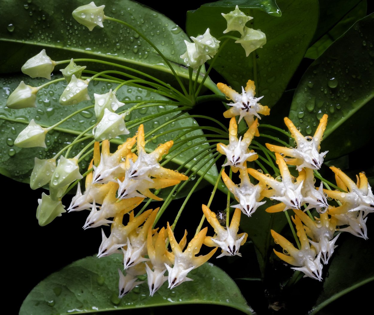 Хойя мультифлора оранжевая