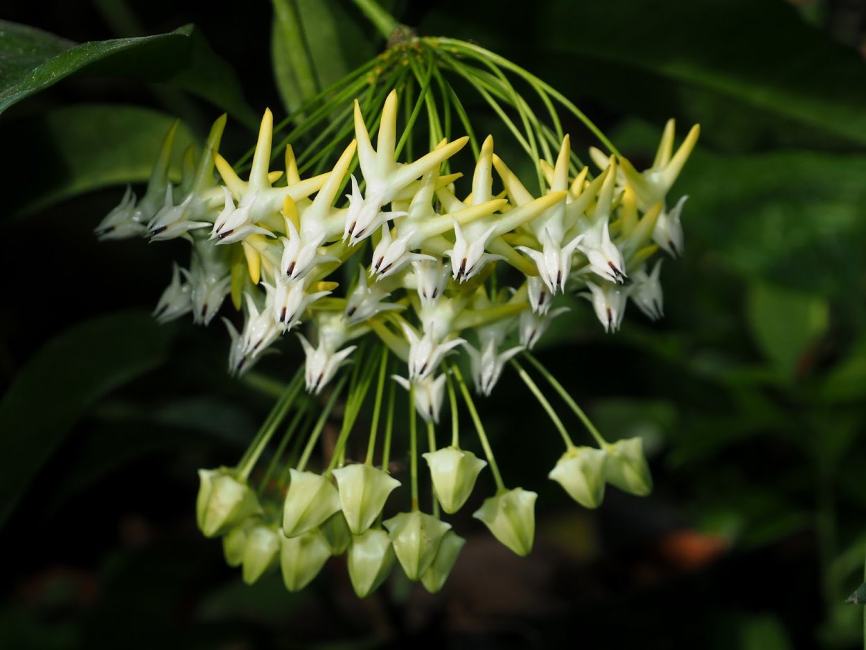 Хойя мультифлора Вариегата