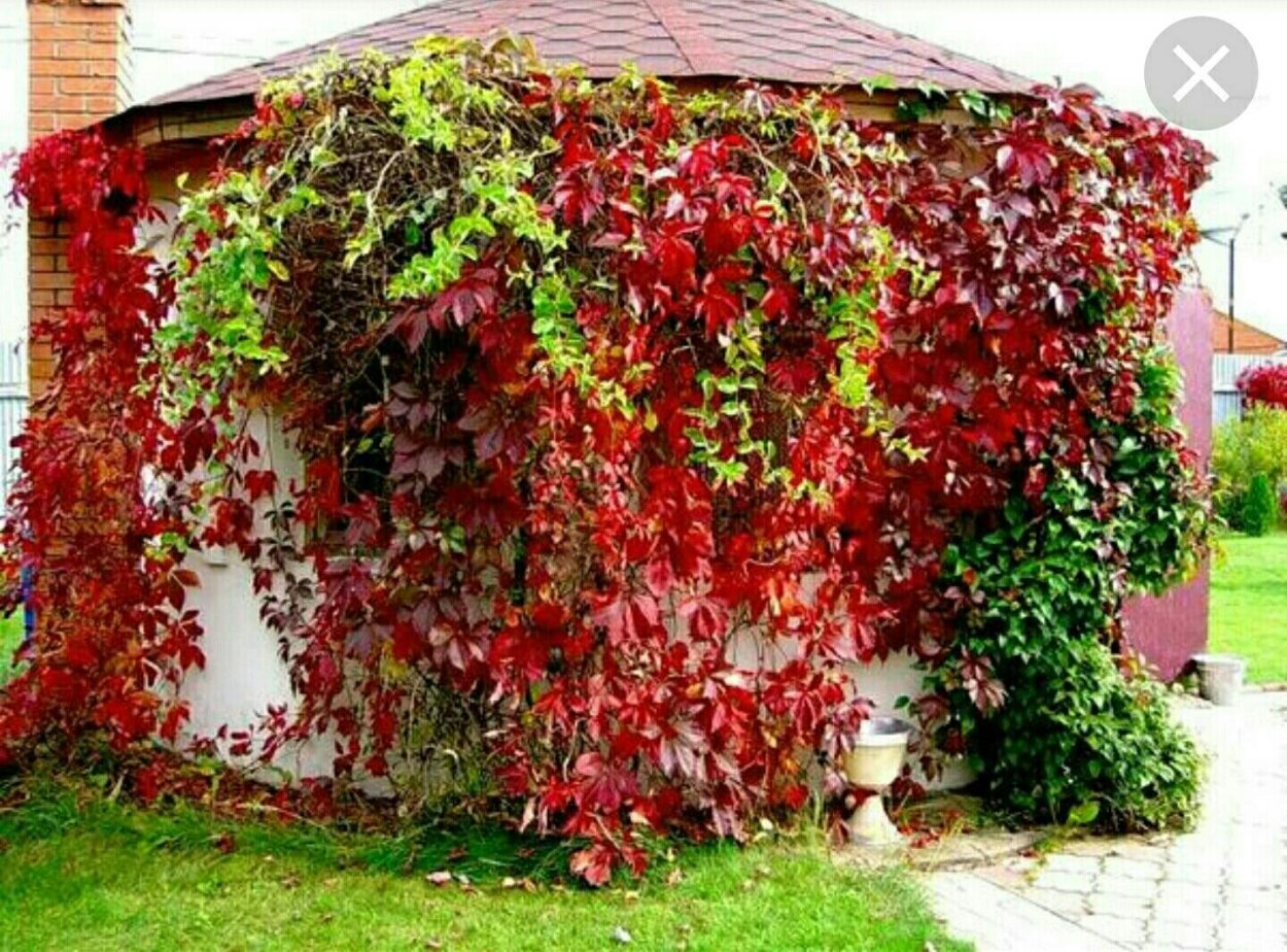 Ветка лимонника