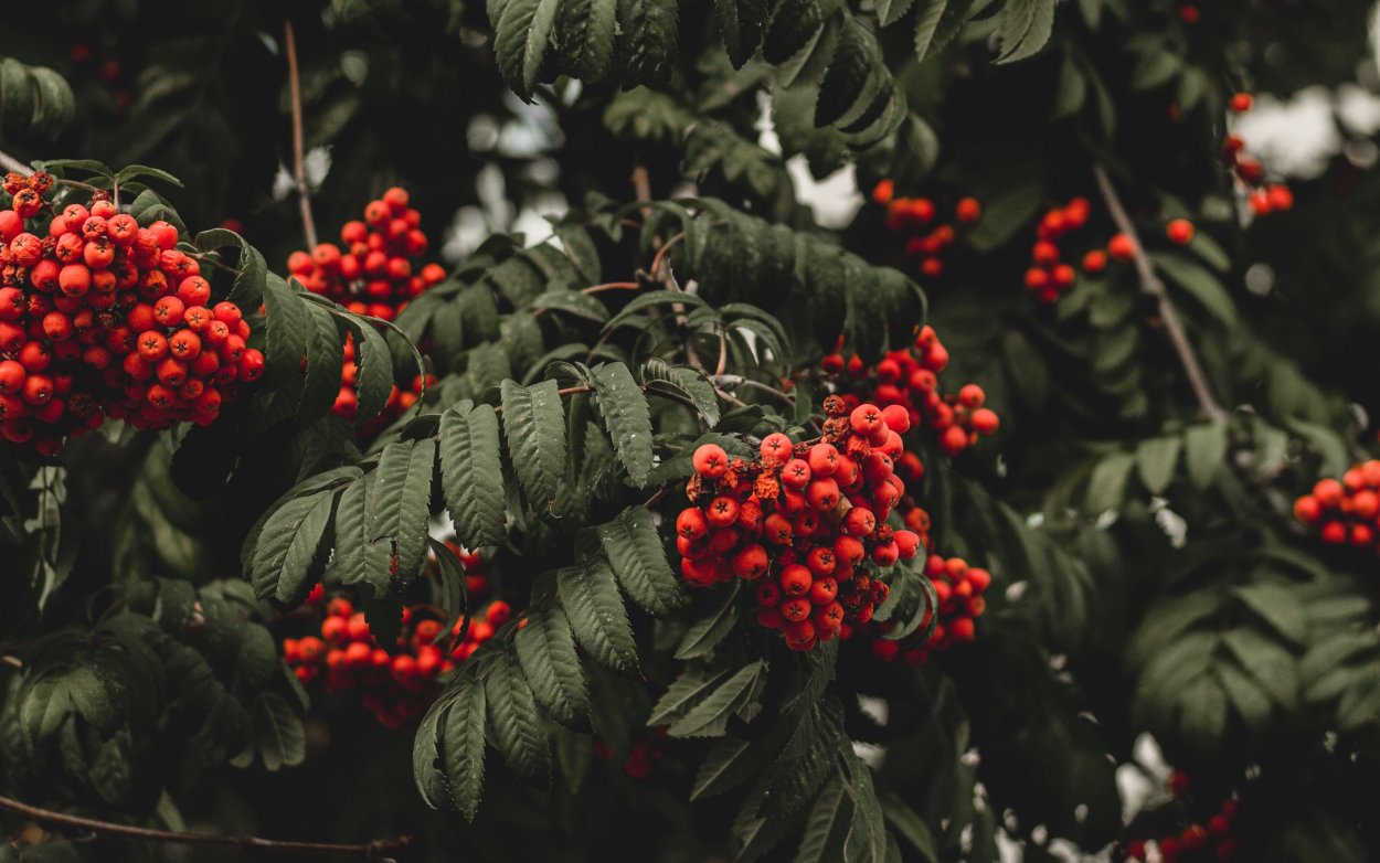 Боярышник кроваво-красный зимой