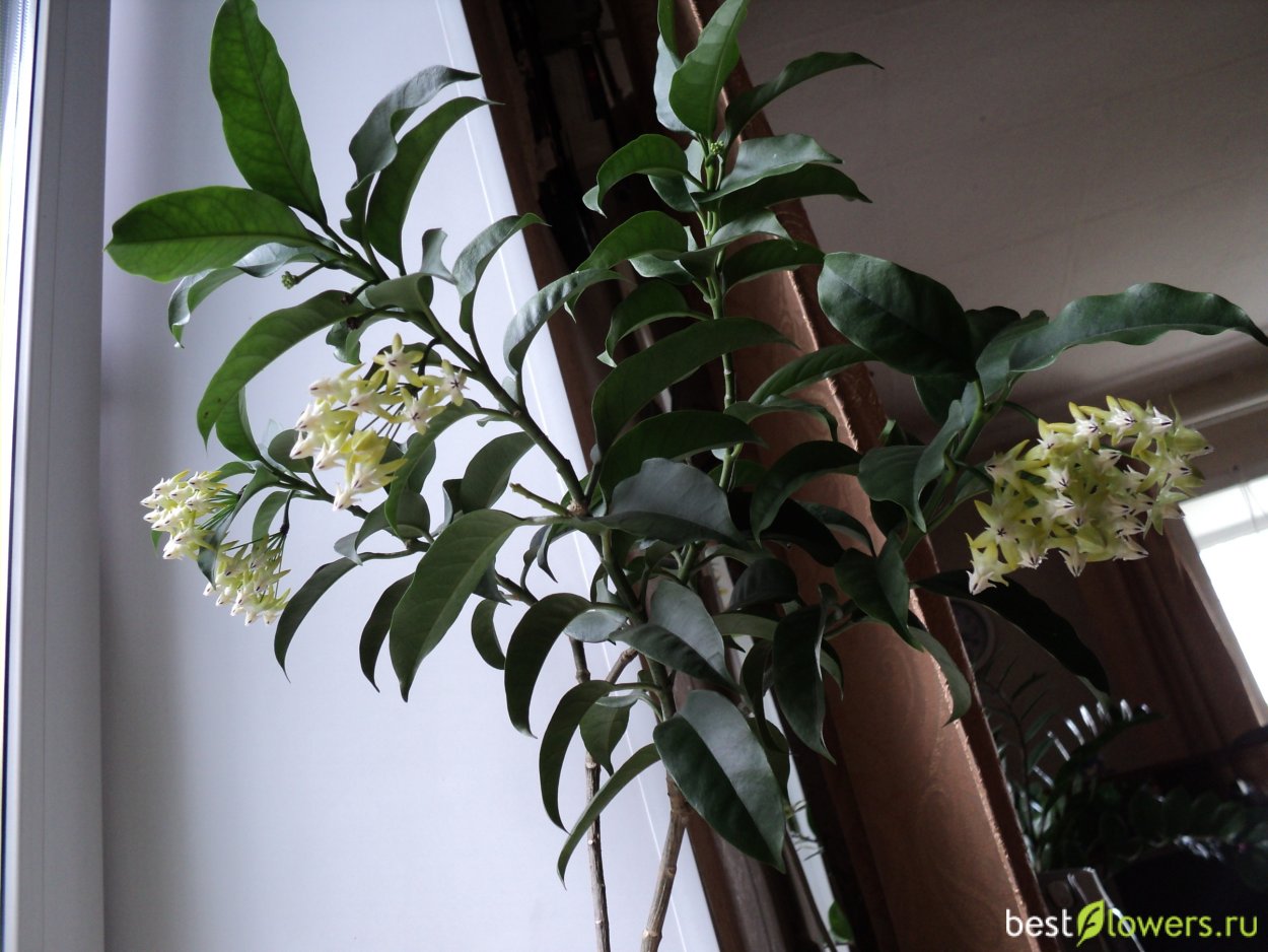 Хойя lobbii Cream