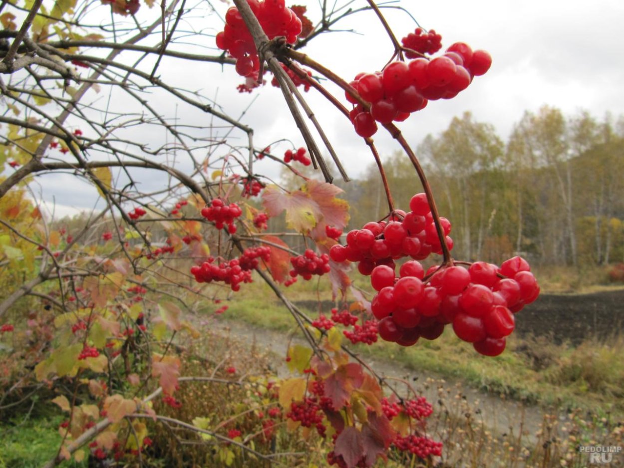Рябина дерево