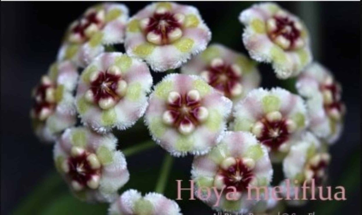 Хойя мультифлора Блюм