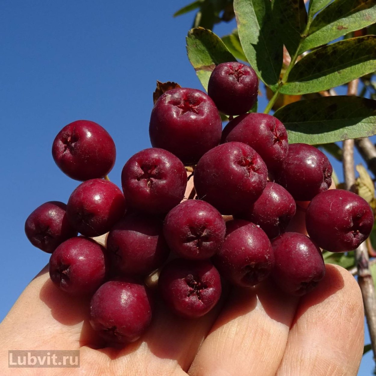 Рябина в снегу