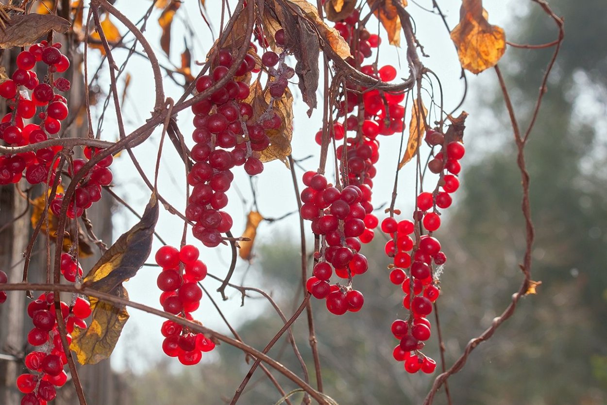 Лимонник китайский Лиана