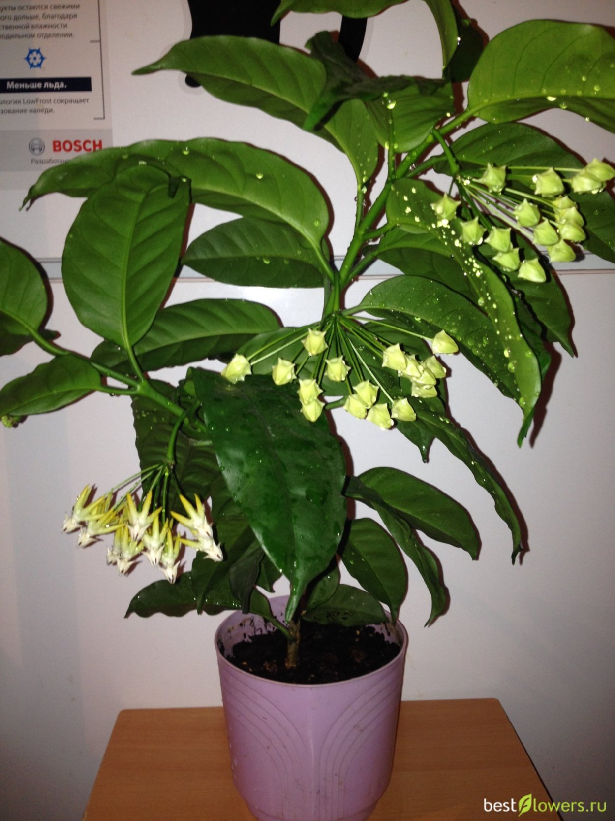 Хойя мультифлора Грацилис