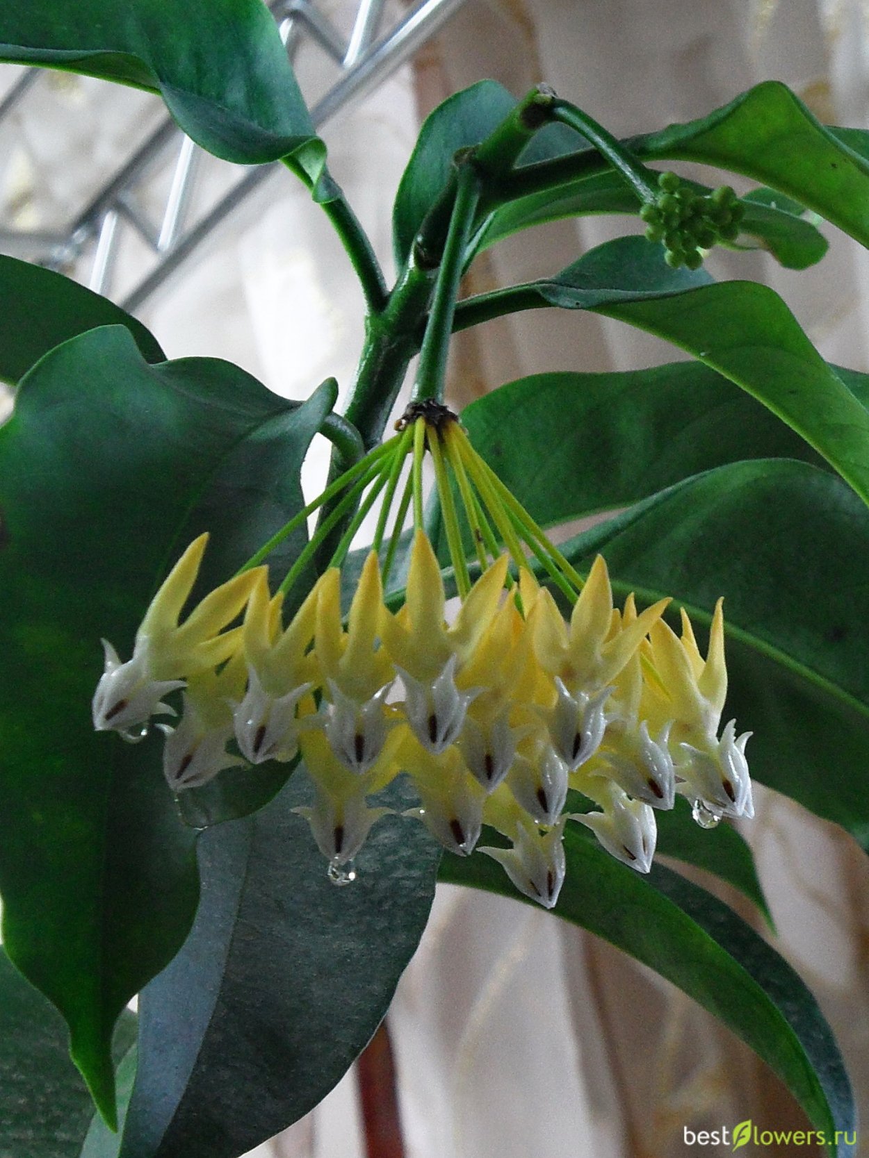 Хойя мультифлора