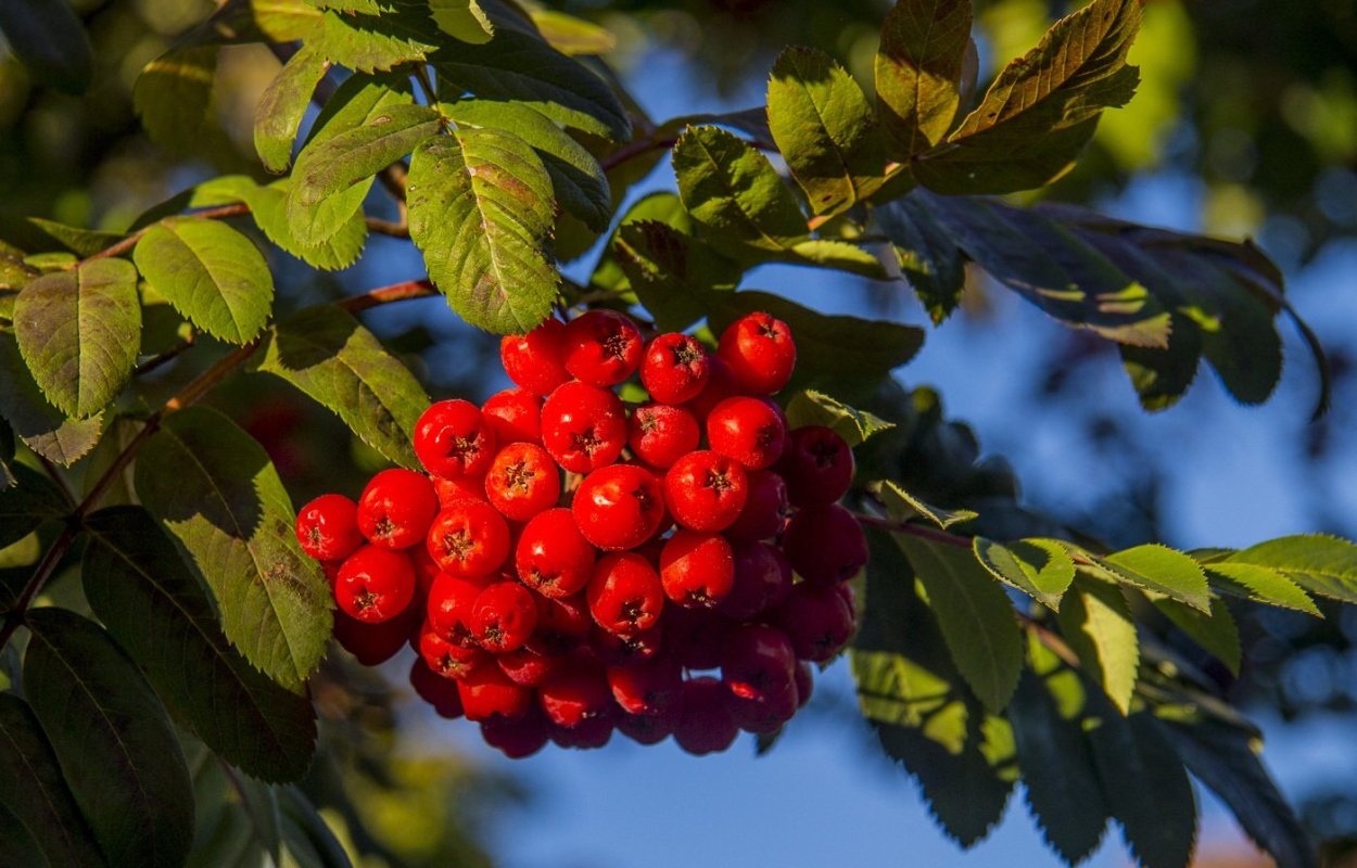Ледяной дождь рябина
