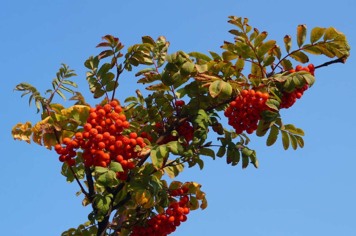 Поздняя осень рябина