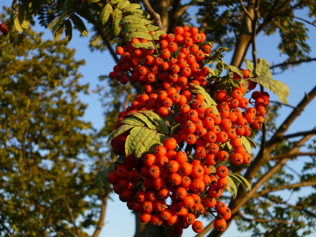 Рябина красная плоды