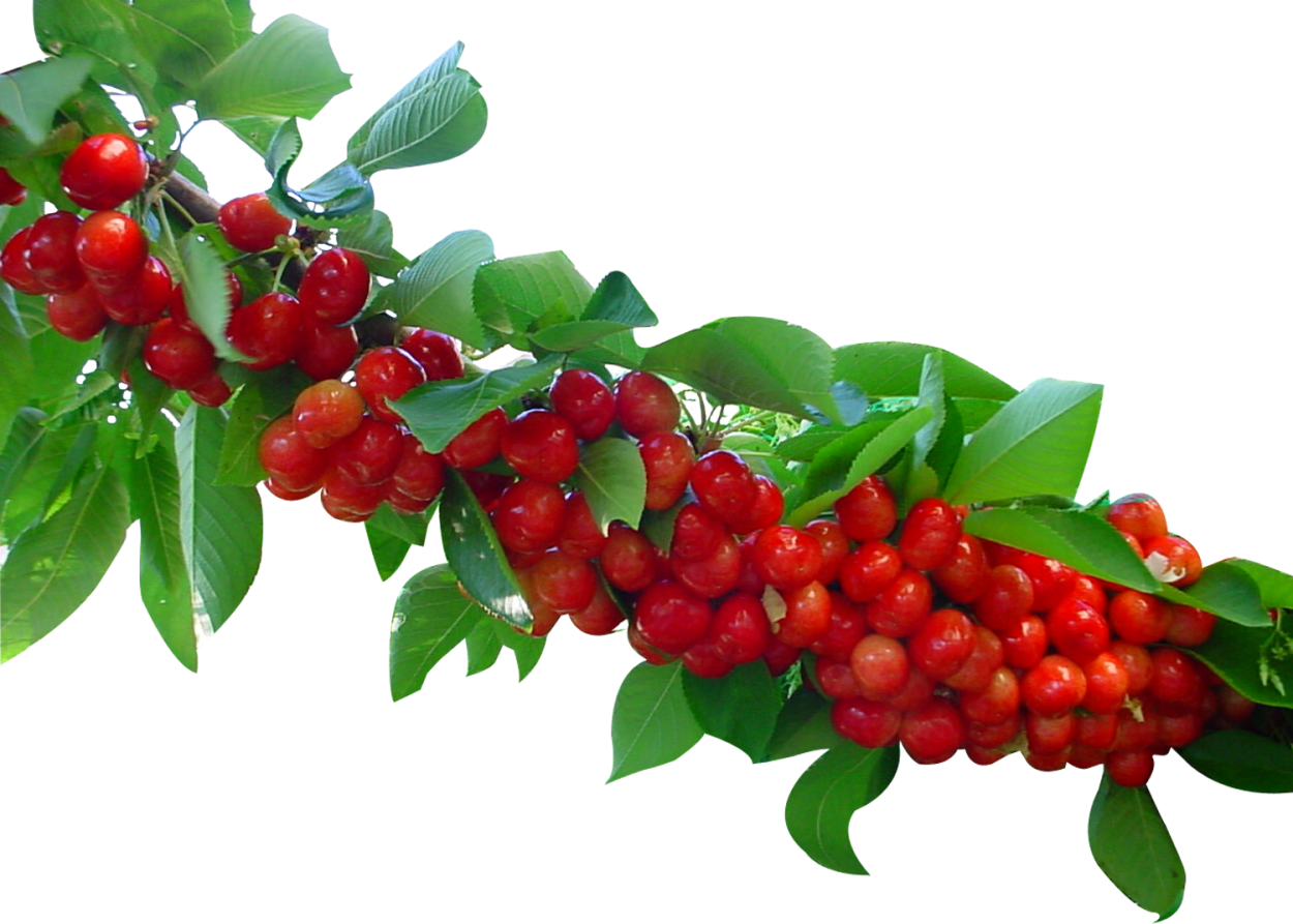 Лимонник дальнего Востока