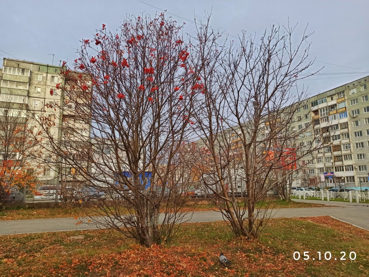 Рябина обыкновенная "Аспленифолия"