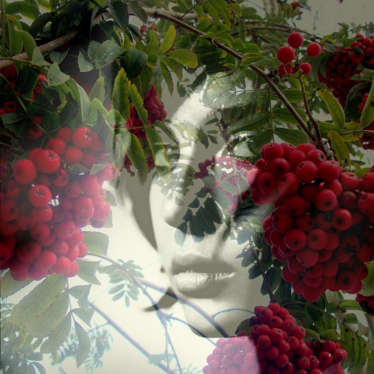 Калина обыкновенный засушенный