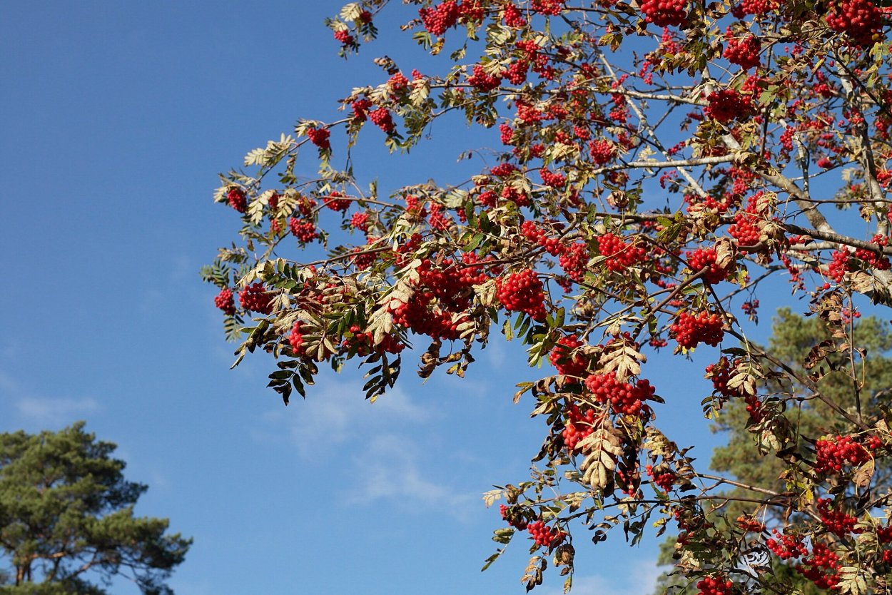 Рябина Гранатная дуболистная