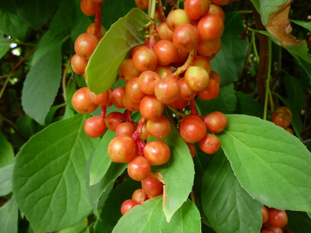 Schisandra chinensis рисунок