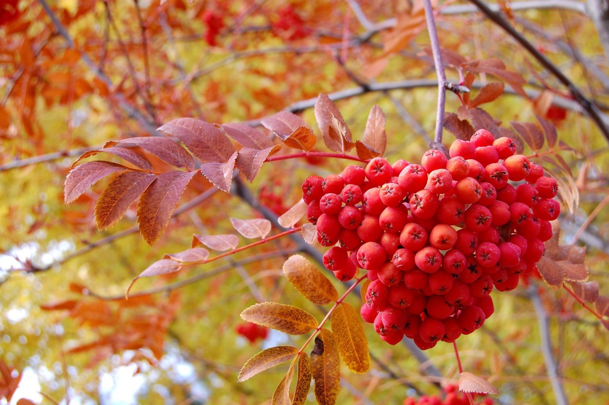Народный праздник рябинник
