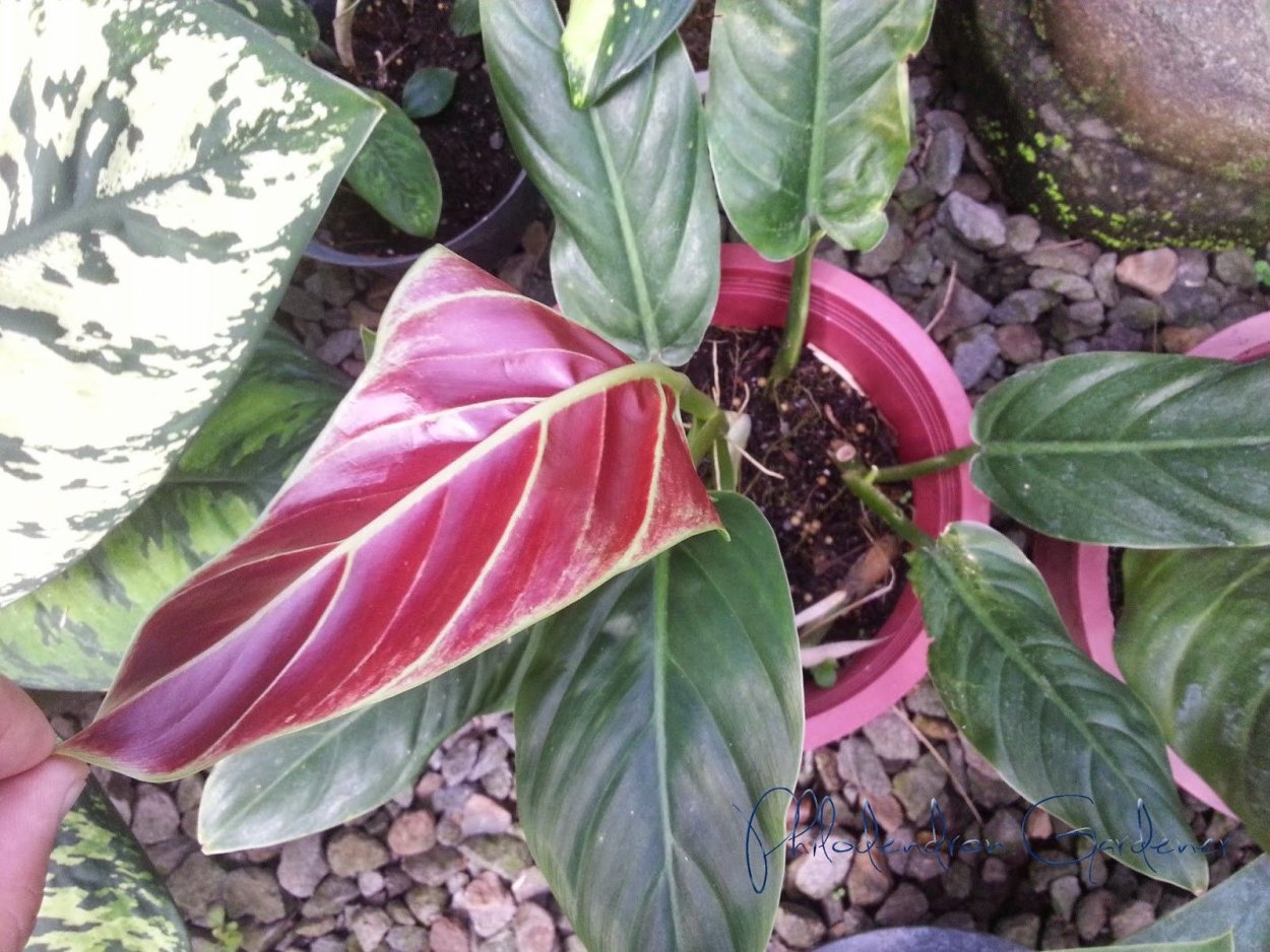 Филодендрон subhastatum