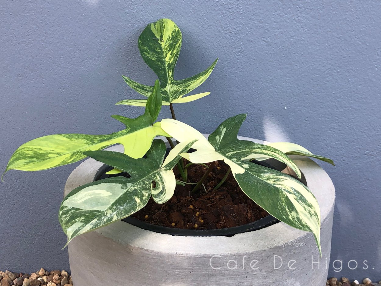 Филодендрон Флорида Бьюти