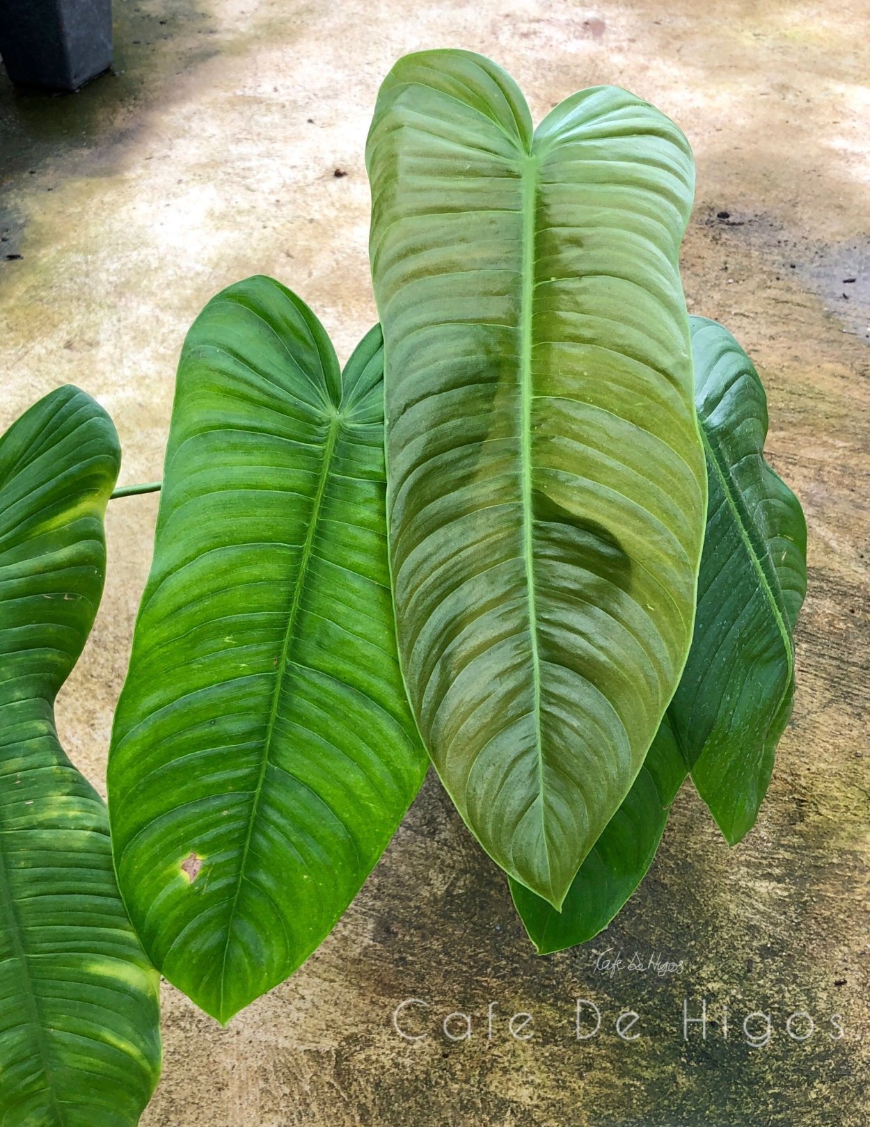 Филодендрон sharoniae