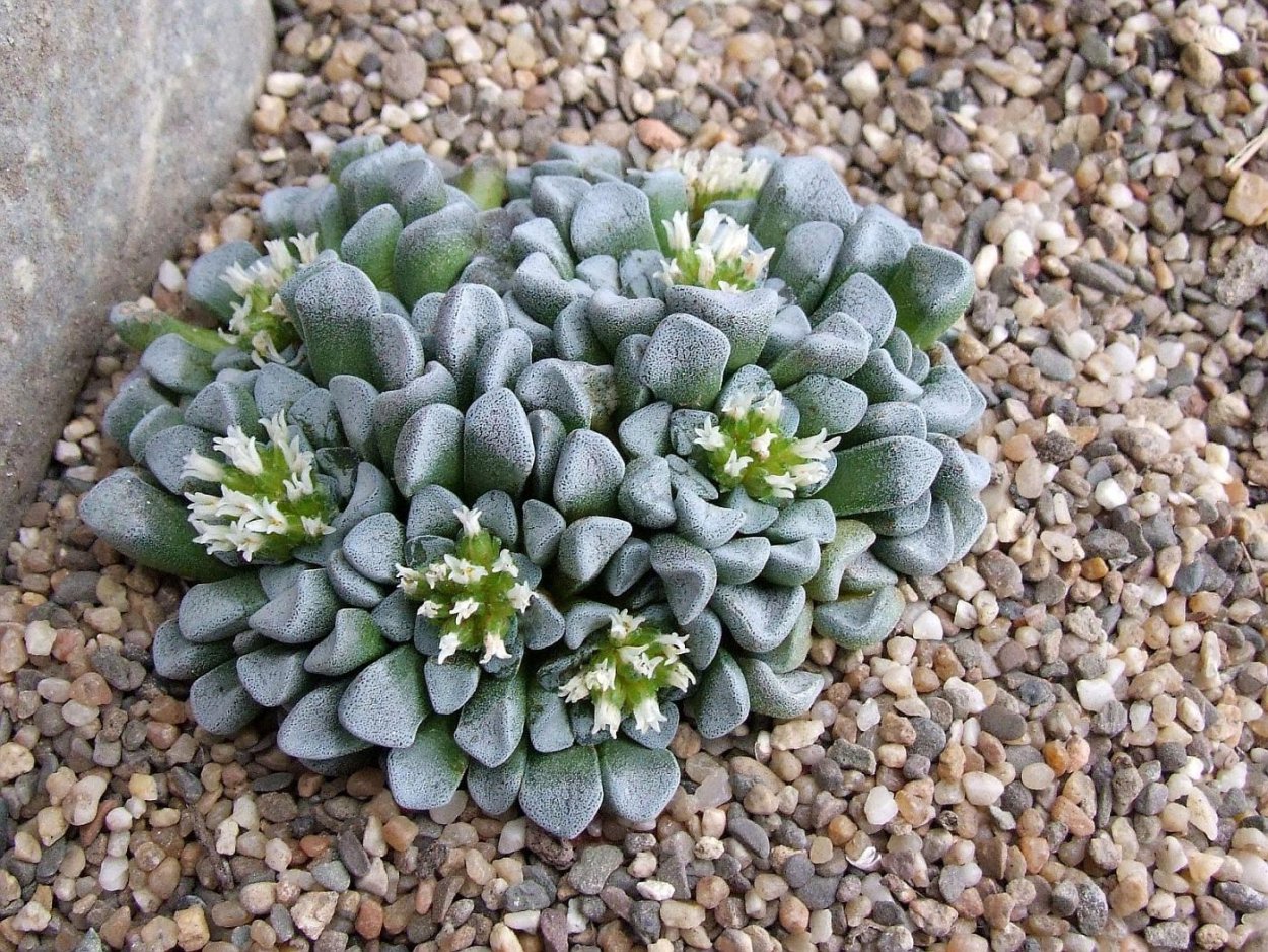 Крассула (толстянка) мезембриантемовидная