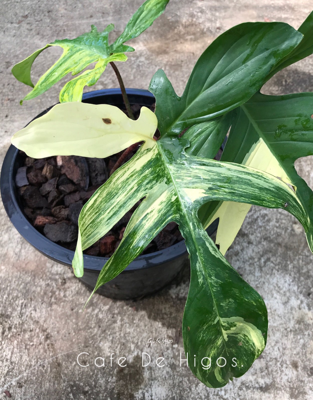 Филодендрон Florida Beauty