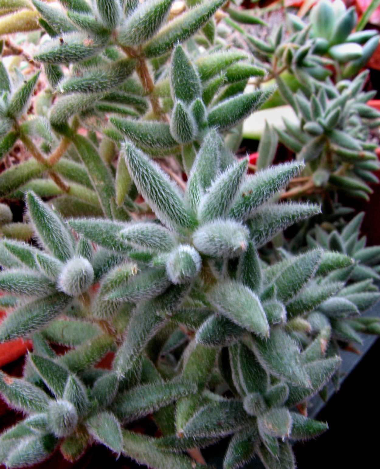 Крассула мезембриантемовидная