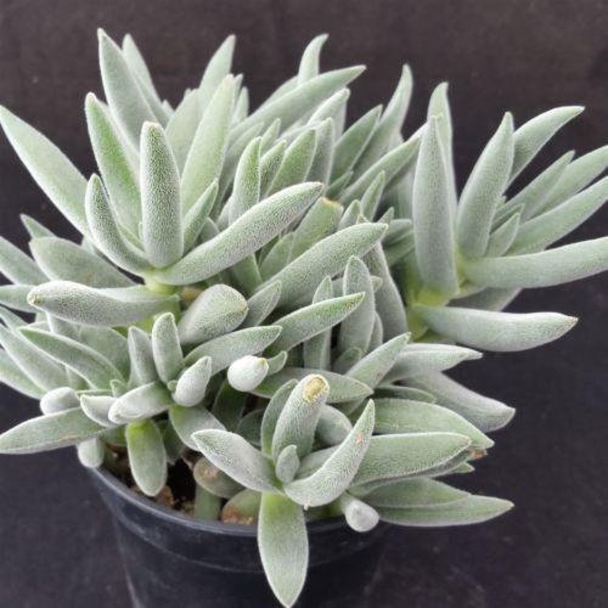 Крассула mesembryanthemopsis