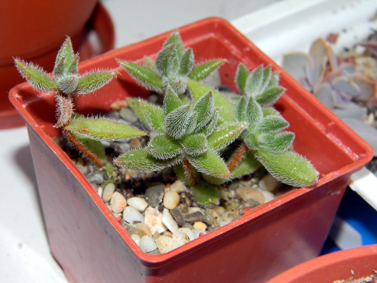 Крассула мезембриантемовидная Тенелли