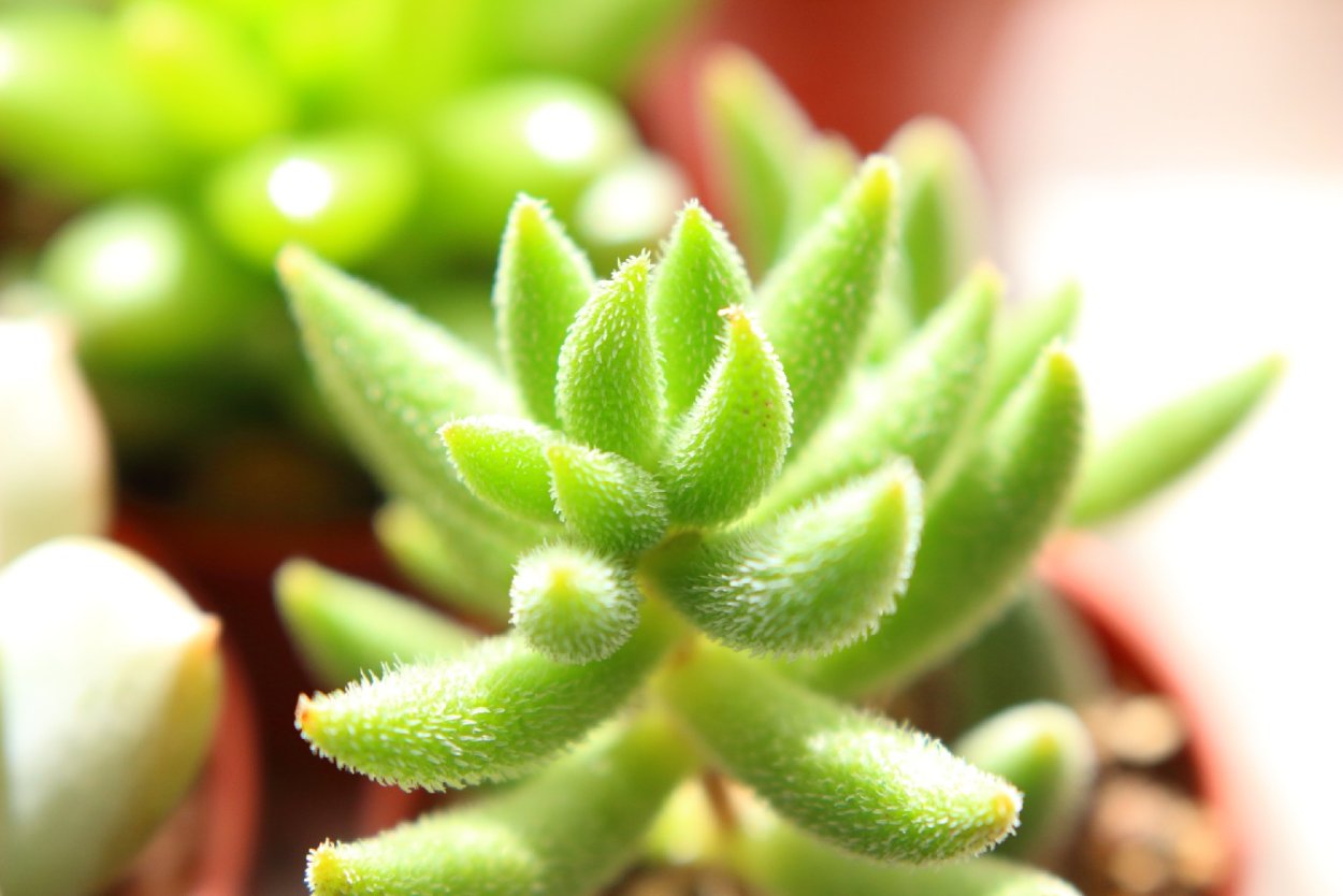 Крассула мезембриантемовидная