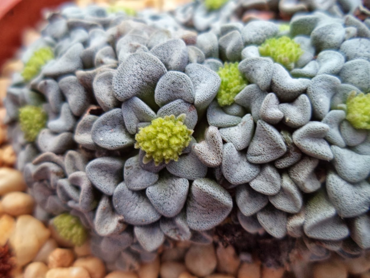 Крассула перфората Crassula perforata
