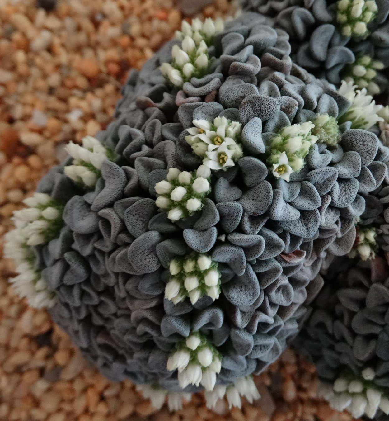 Суккулент Crassula capitella