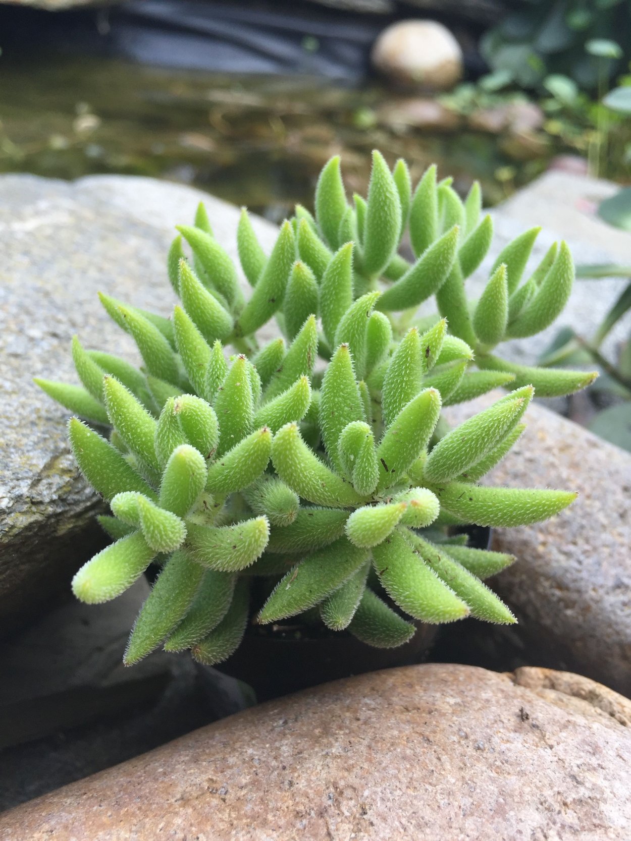 Crassula mesembryanthemoides большая