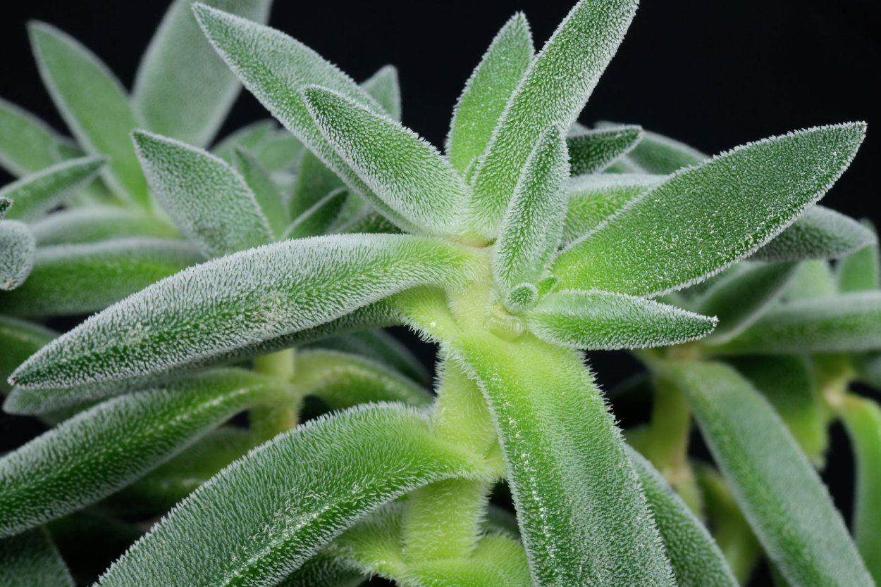 Крассула (толстянка) мезембриантемовидная