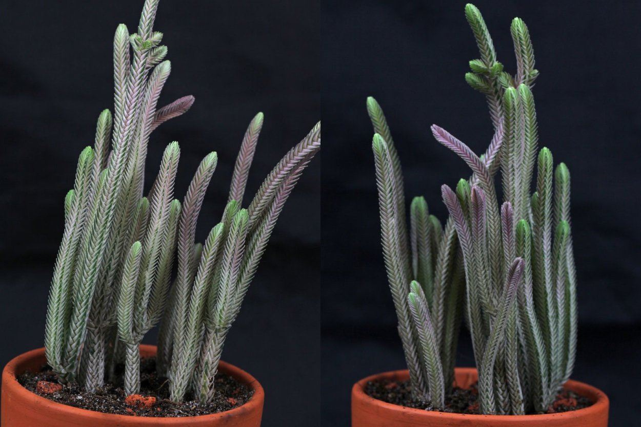 Суккуленты Crassula pubescens