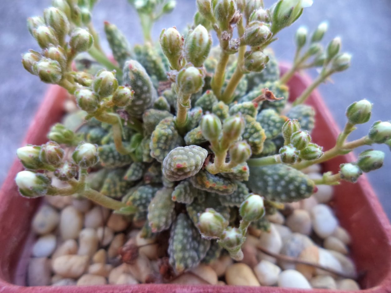 Крассула Мэджикал три