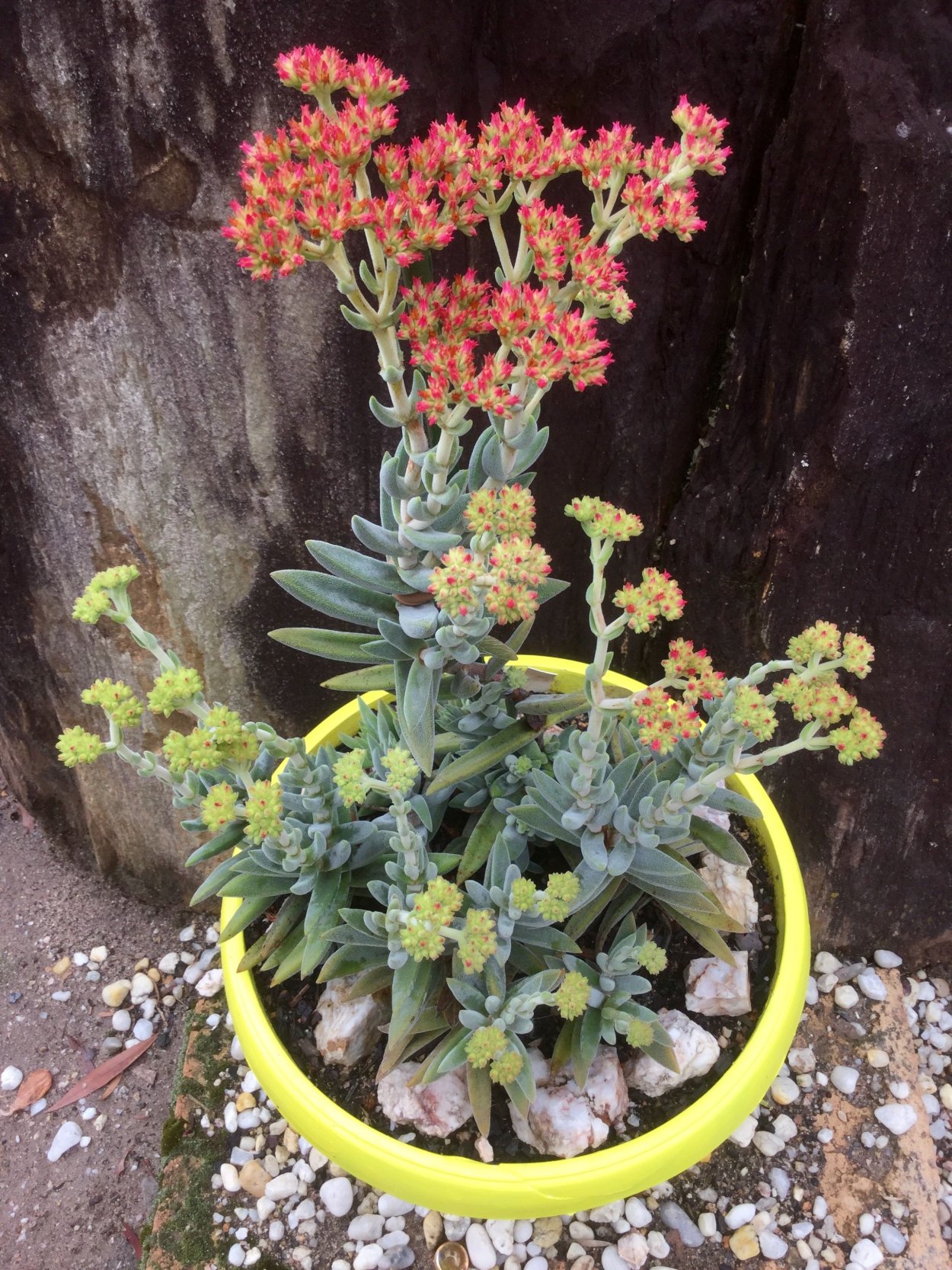 Crassula mesembryanthemoides