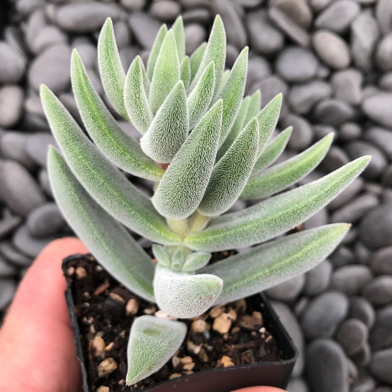 Крассула мезембриантемовидная Crassula mesembryanthemoides