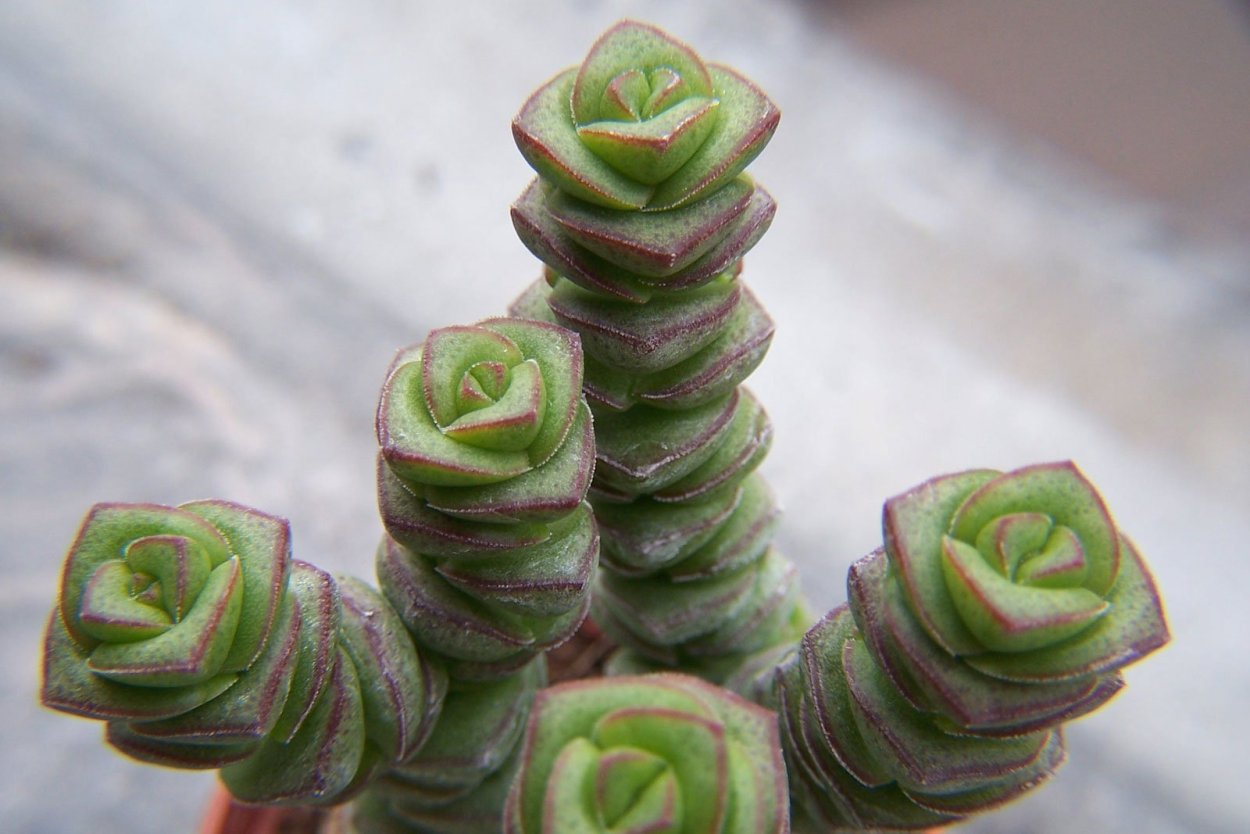 Крассула mesembryanthemopsis