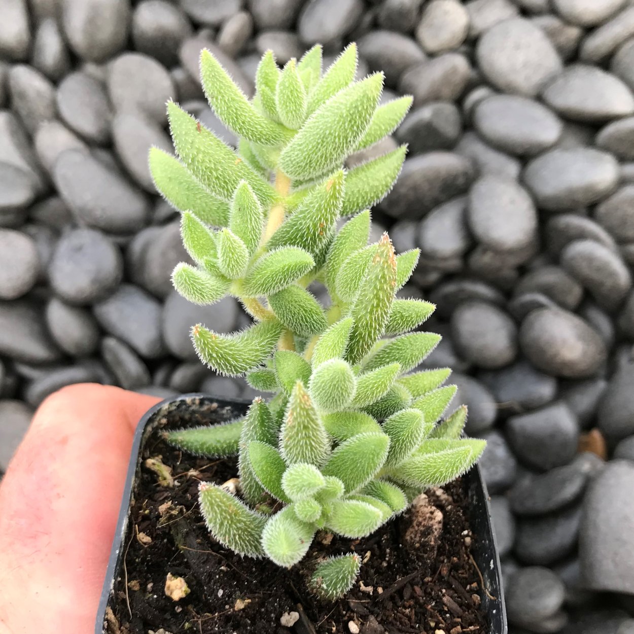 Crassula мезембриантемовидная