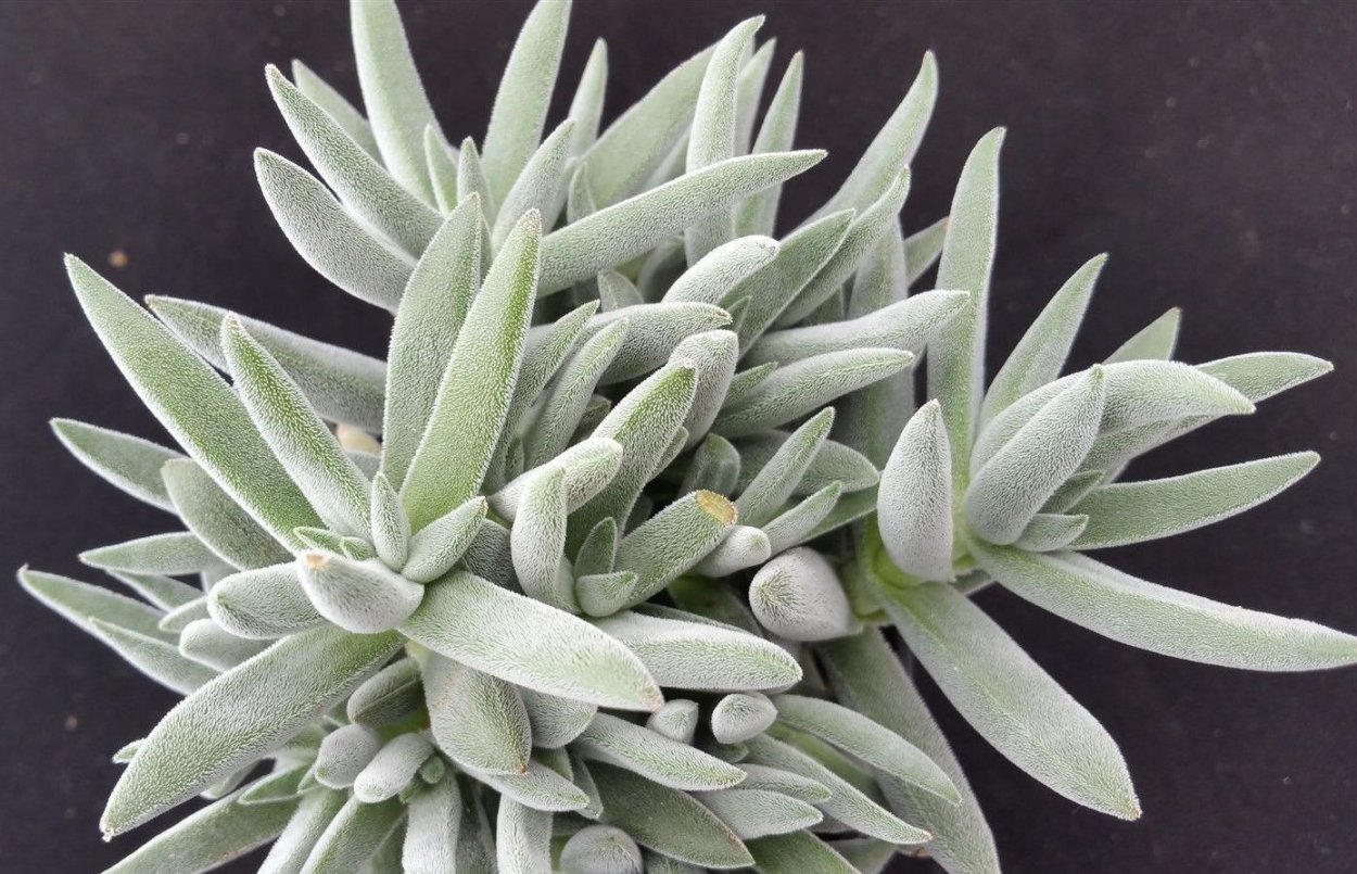 Crassula mesembryanthemopsis