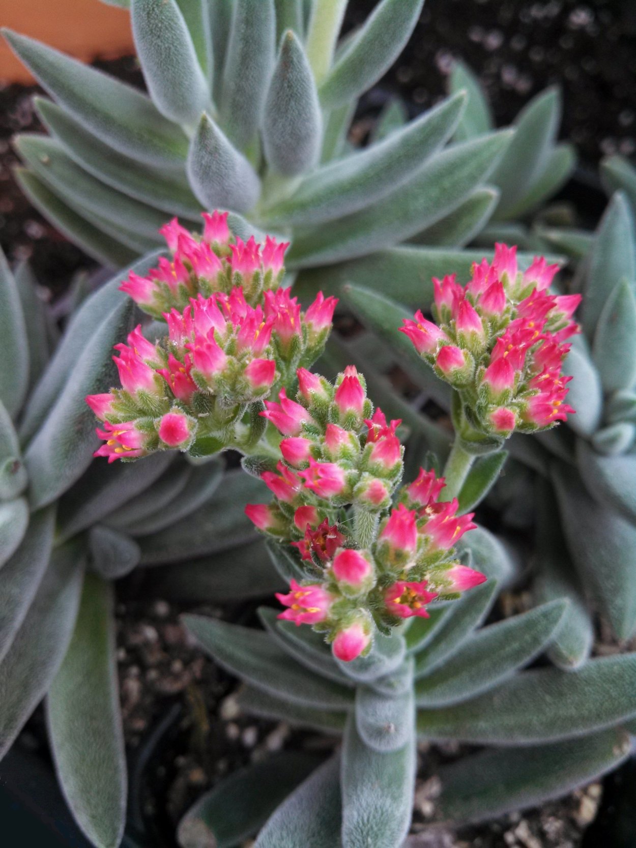 Крассула мезембриантемовидная