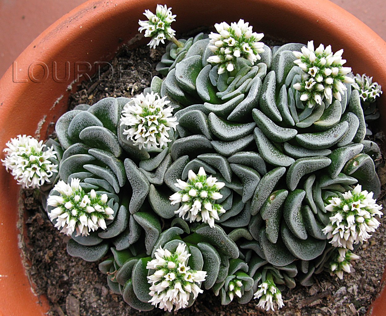 Крассула Тенелли