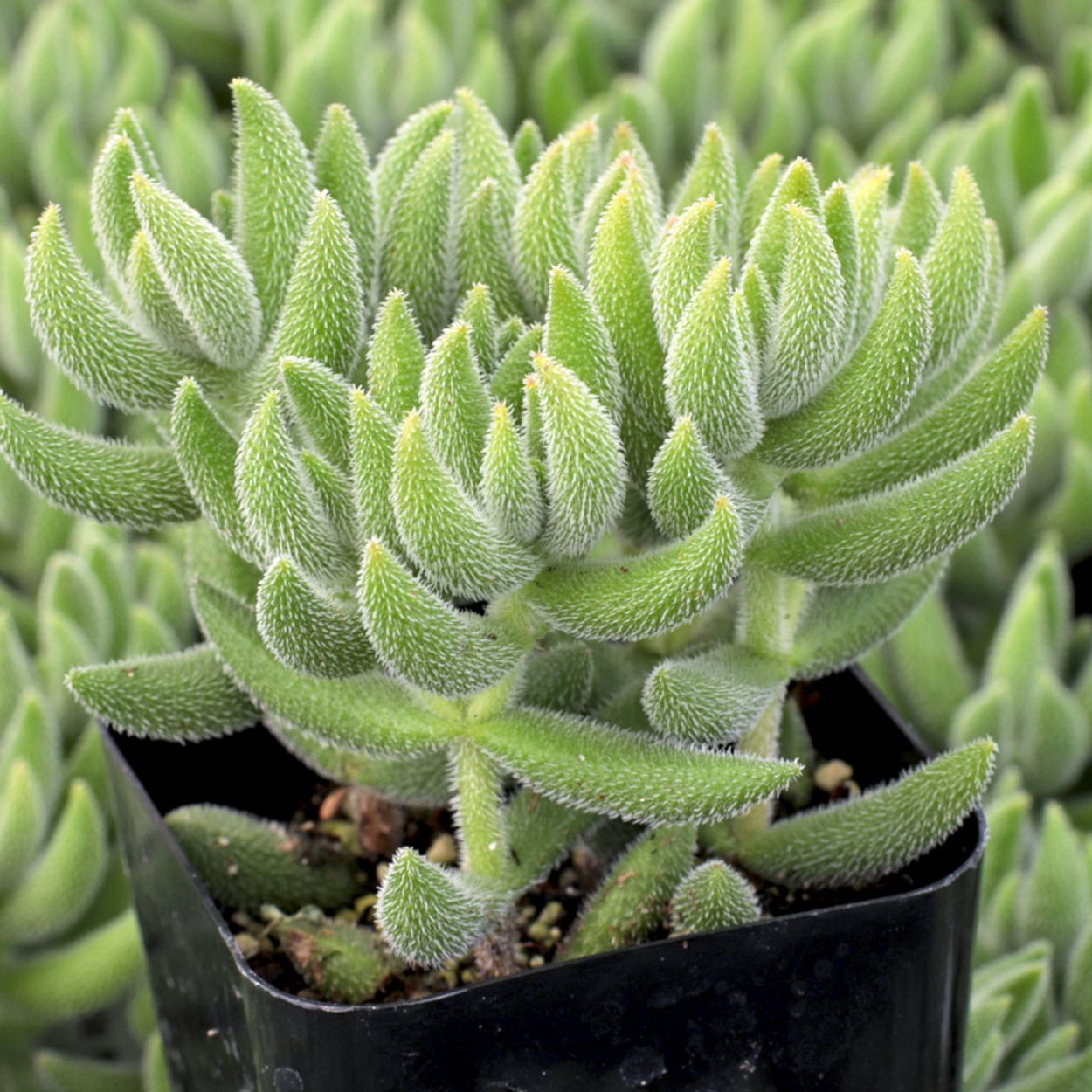 Крассула (толстянка) мезембриантемовидная