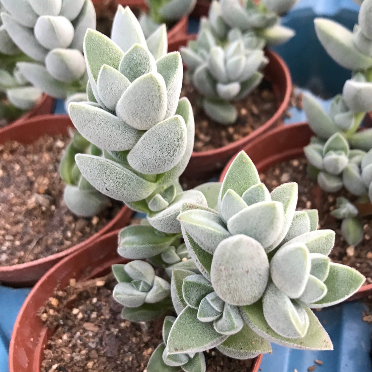 Крассула Тенелли