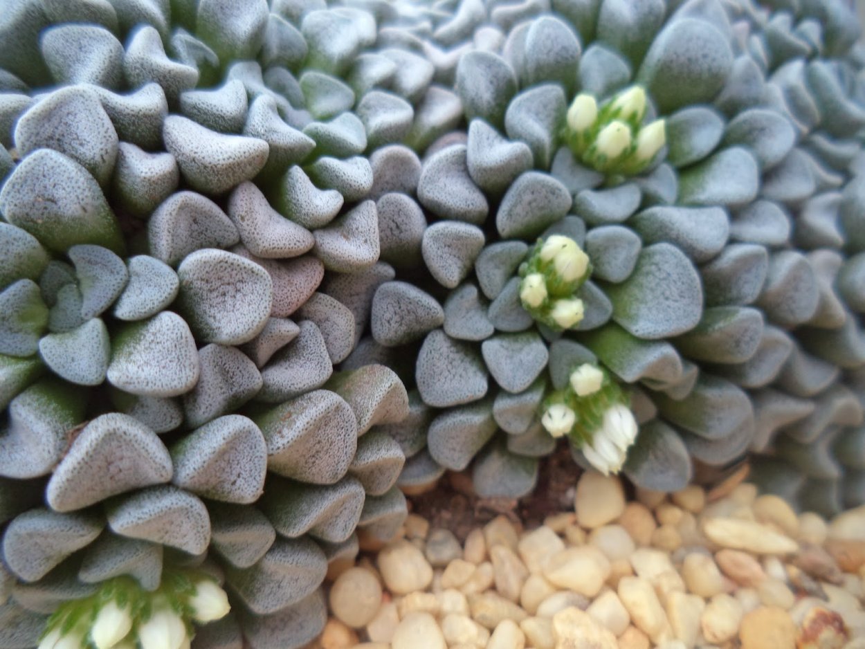 Crassula muscosa